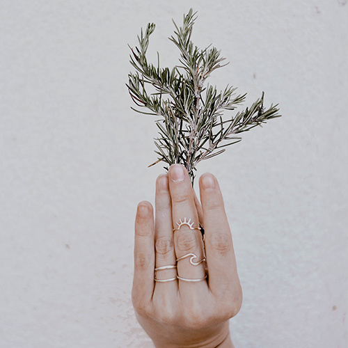 The white background with a hand is holding a rosemary
